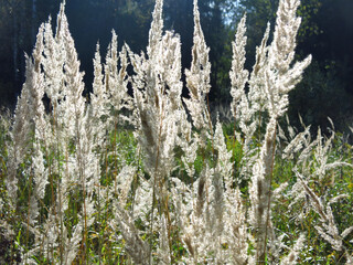 panicles of grass swing in the evening sun in a field in August