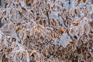 Frozen leaves in the forest
