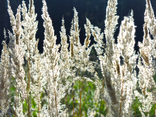 panicles of grass swing in the evening sun in a field in August