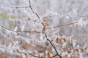 Frozen leaves in the forest