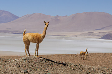 Vicu&ntilde;a standing alone