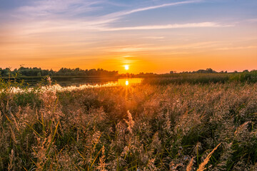 Fototapeta premium scenic view from reeds at a beautiful sunset. Reed cane grass on the front and orange sun glow with picrutesque sky on the background. Amazing evening landscape