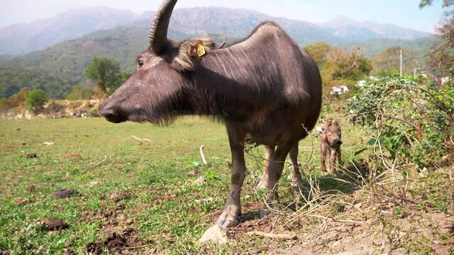 A close-up of an ox eating grass. Suburbian life and domestic animals in China.