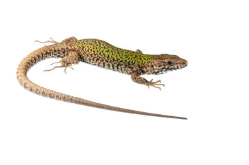 Common wall lizard (Podarcis muralis) on white background, Italy.