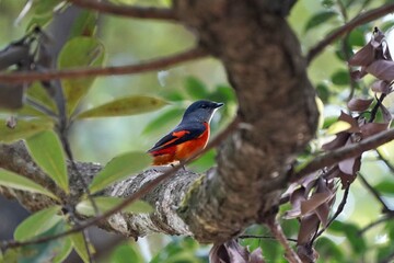 red winged blackbird