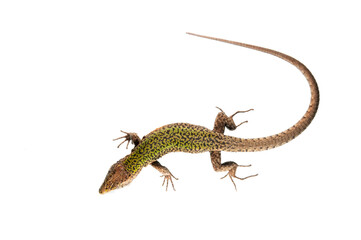Fototapeta premium Common wall lizard (Podarcis muralis) on white background, Italy.