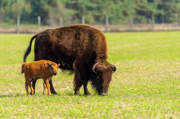 Female bison and little bison..