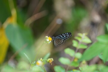 butterfly on a leaf