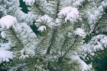 Spruce branches with snow. Winter festive background. Evergreen Christmas tree pine branches covered with snow.