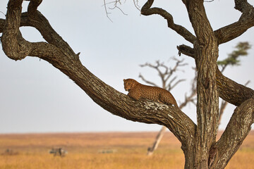 Fototapeta na wymiar Leopard in the tree in Serengeti