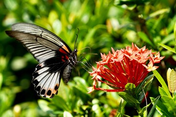 butterfly on a flower