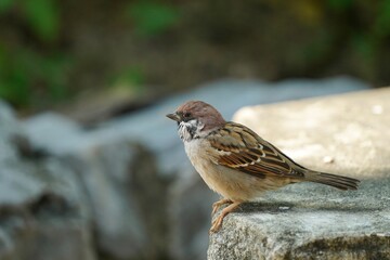 sparrow on a branch