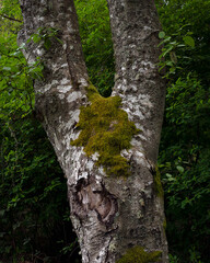 Mossy Tree Trunk