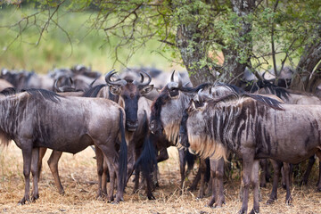 Fototapeta na wymiar The great migration of wildebeest