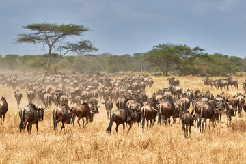 Obraz na płótnie Canvas The great migration of wildebeest