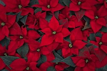 red poinsettia blossoms in christmas time, close up
