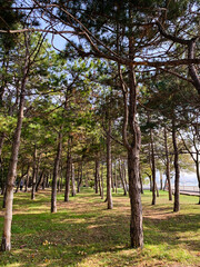 Pine trees grow in straight rows