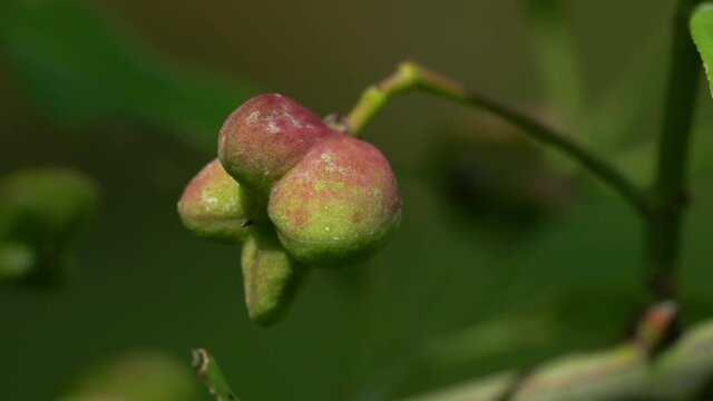 Ripening fruits of Spindle Tree (Euonymus europaeus) - (4K)