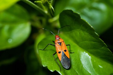 red bug on a leaf