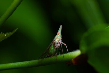 Insect on leaf