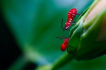 Bugs on flower