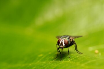 fly on green leaf