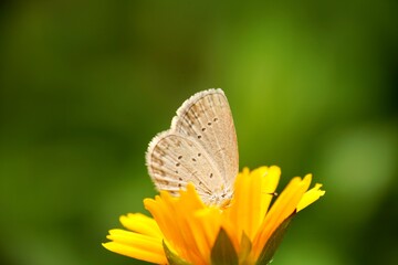 Obraz na płótnie Canvas butterfly on flower