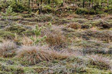 A cold November day in a swamp.