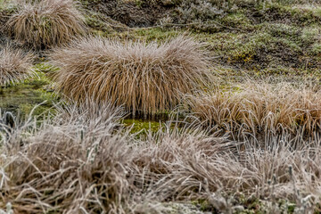 A cold November day in a swamp.