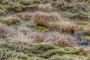 A cold November day in a swamp.