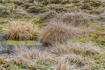 A cold November day in a swamp.