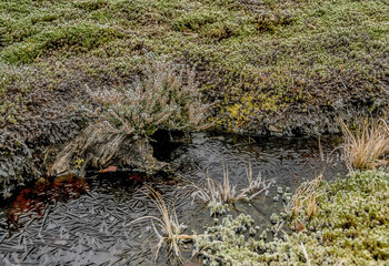 A cold November day in a swamp.