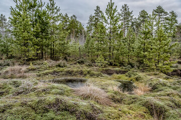 A cold November day in a swamp.