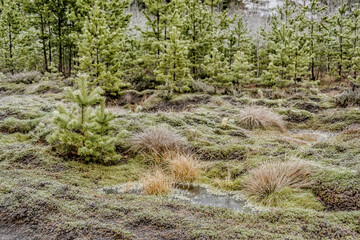 A cold November day in a swamp.