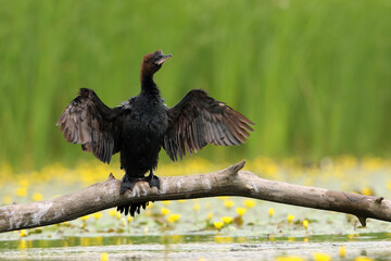 The pygmy cormorant (Microcarbo pygmeus) or (Phalacrocorax pygmeus) sitting on the branch witk green background. A small cormorant with outstretched wings on an old dry stick.
