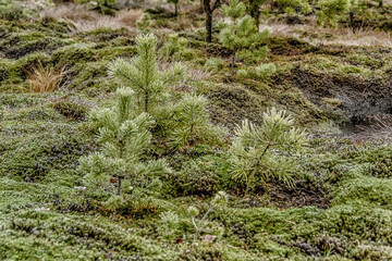 A cold November day in a swamp.