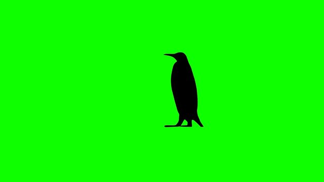 Silhouette of penguin, animation on the green background