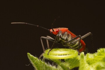 Bugs on flower