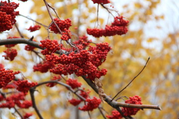 Rowan berry