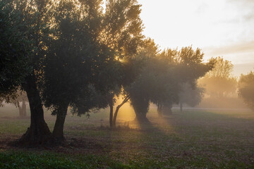 Amanecer con bruma en el campo