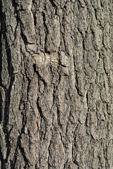 Obraz premium Golden rain tree