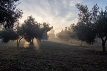Amanecer brumoso. Paisaje mediterraneo