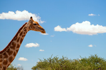 Wild african life. A large common South African giraffe on the summer blue sky.