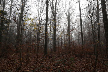 In the forest on a foggy autumn morning