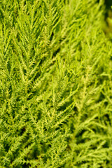 Monterey Cypress Wilma