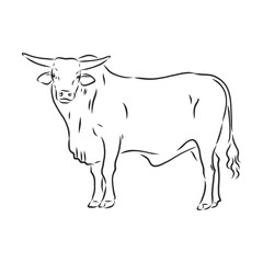 black and white linear paint draw bull vector illustration. bull vector sketch illustration