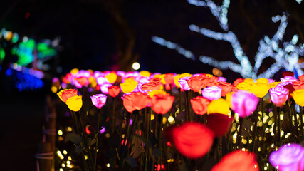 薔薇のイルミネーション