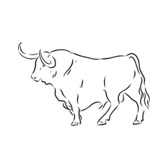black and white linear paint draw bull vector illustration. bull vector sketch illustration