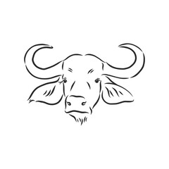 black and white linear paint draw bull vector illustration. bull vector sketch illustration