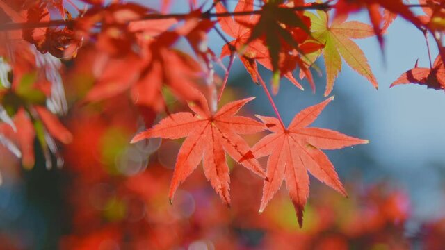 よく晴れた秋の日、風に揺れる紅葉　4K UHD　スローモーション